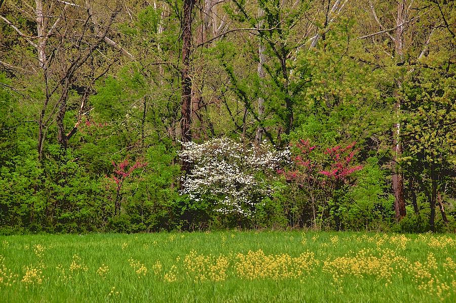 Tree Photograph - Dogwood and Red Bud in Bloom by Larry Bodinson