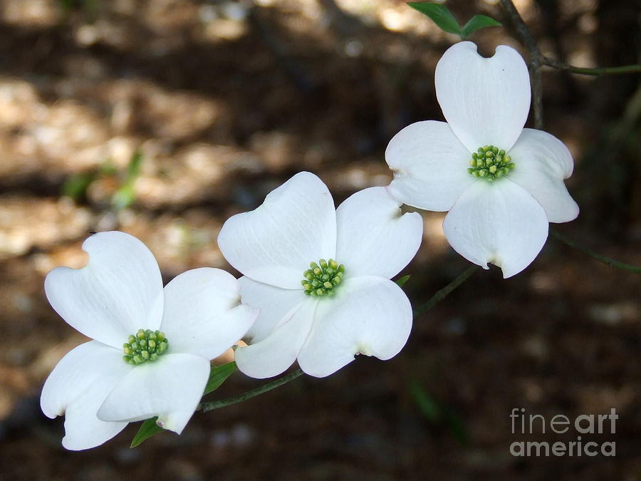 Flower Photograph - Dogwood by Andrea Anderegg