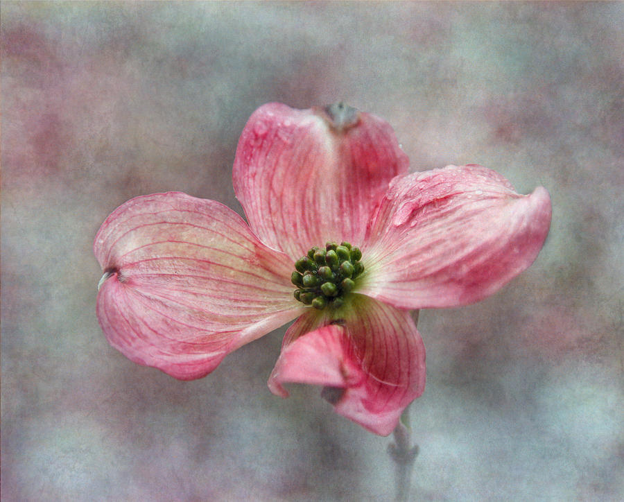 Flower Photograph - Dogwood by Angie Vogel