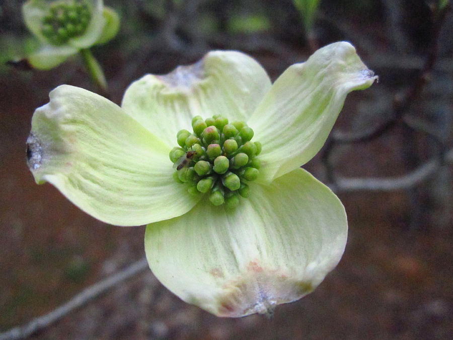 Dogwood at the Park Photograph by Cynthia  Clark