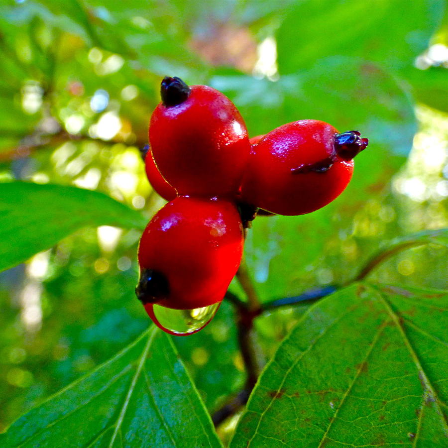 Dogwood Berries Macro Photograph by Jean Wright
