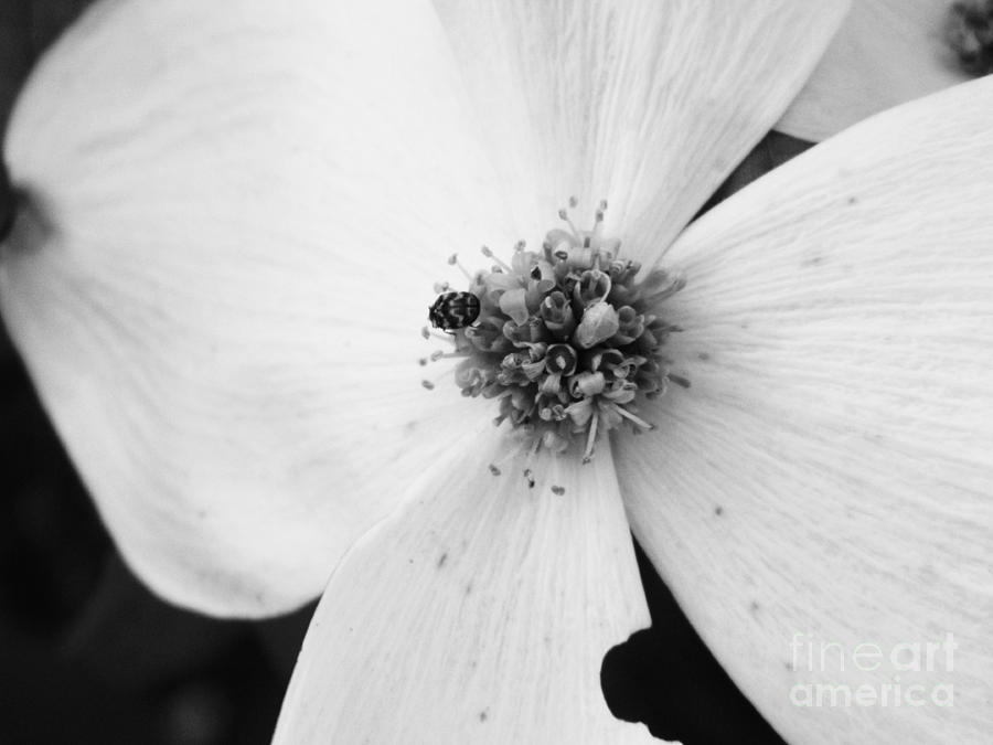 Dogwood Black and White 2 Photograph by Andrea Anderegg
