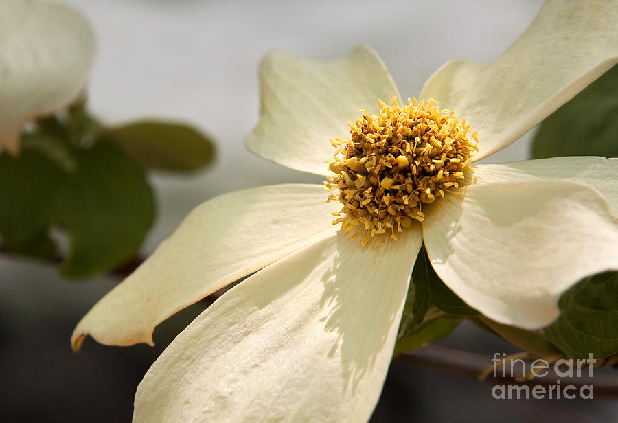 Dogwood Bloom Photograph by Alice Cahill