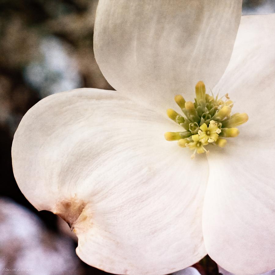 Dogwood Bloom Closeup Photograph by Melissa Bittinger