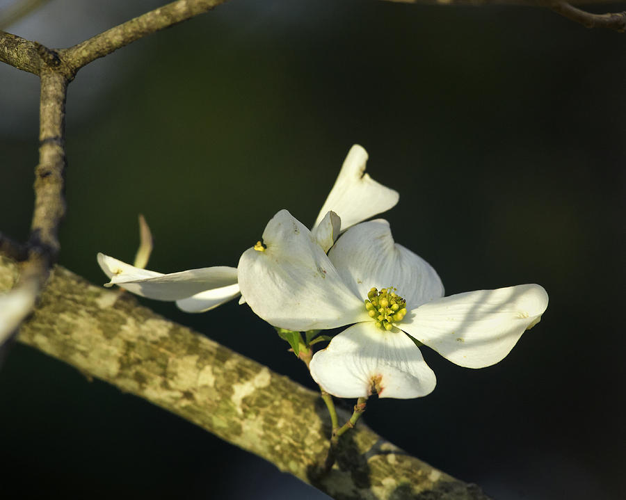 Dogwood Bloom in Filtered Light Photograph by Michael Dougherty