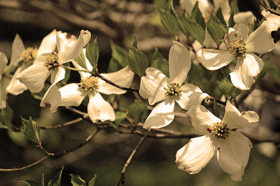 Dogwood Bloom in Sepia Photograph by Suzanne Gaff