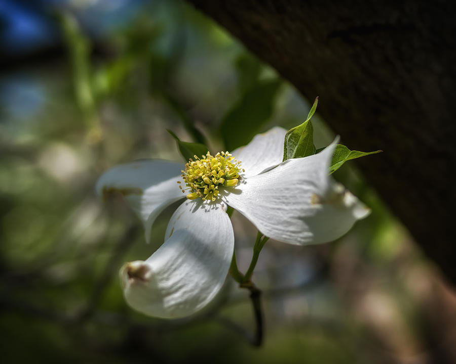 Dogwood Bloom in Shadows Photograph by Lori Coleman