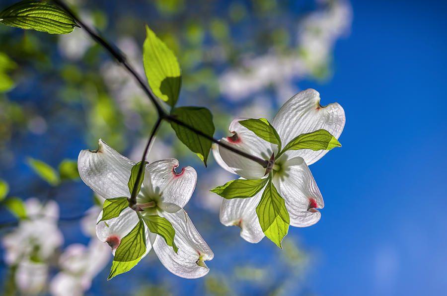 Dogwood Blooms and Blue Sky Photograph by Lori Coleman