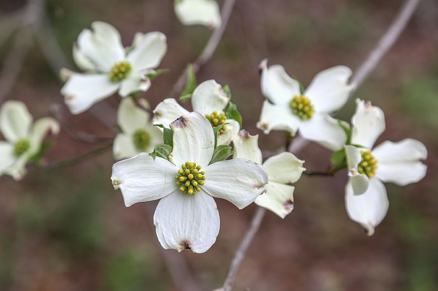 Dogwood Blooms Photograph by Jimmy McDonald