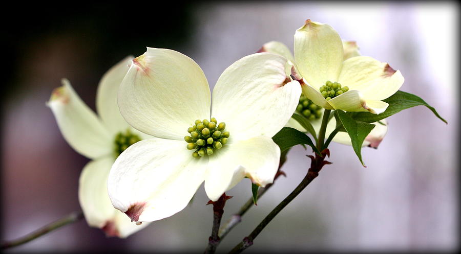 Dogwood Blooms Photograph by Susie Weaver