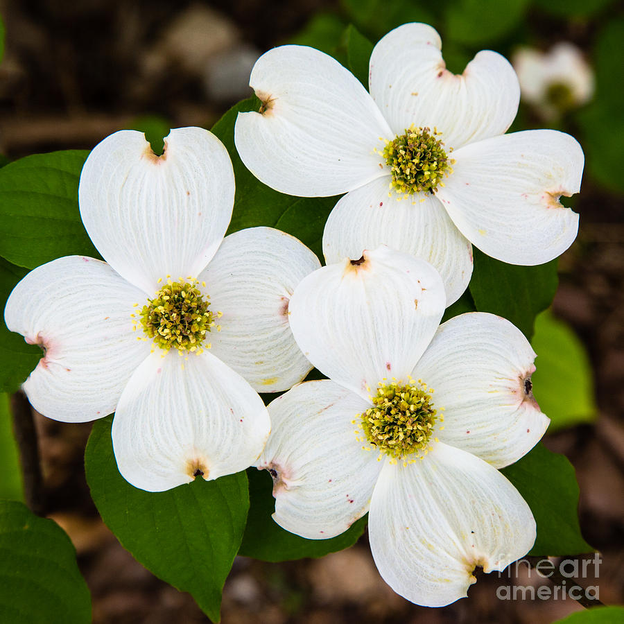 Dogwood Blooms Photograph by Terri Morris
