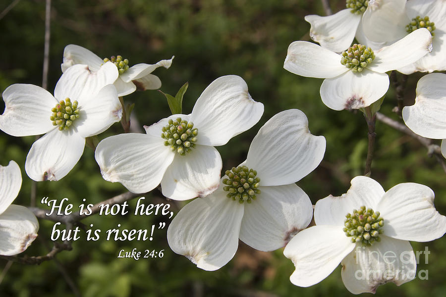 Dogwood Blooms with Scripture Photograph by Jill Lang
