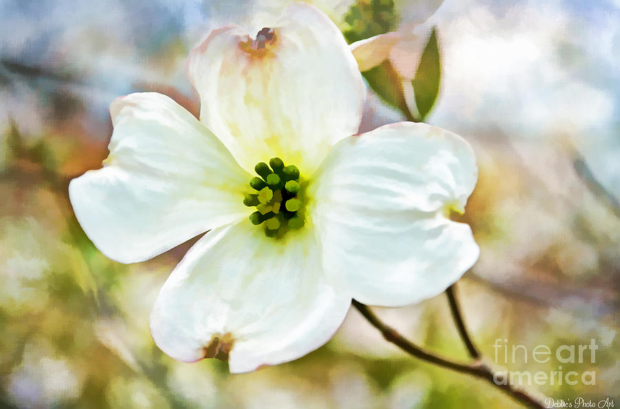 Spring Photograph - Dogwood Blossom - Digital Paint I  by Debbie Portwood