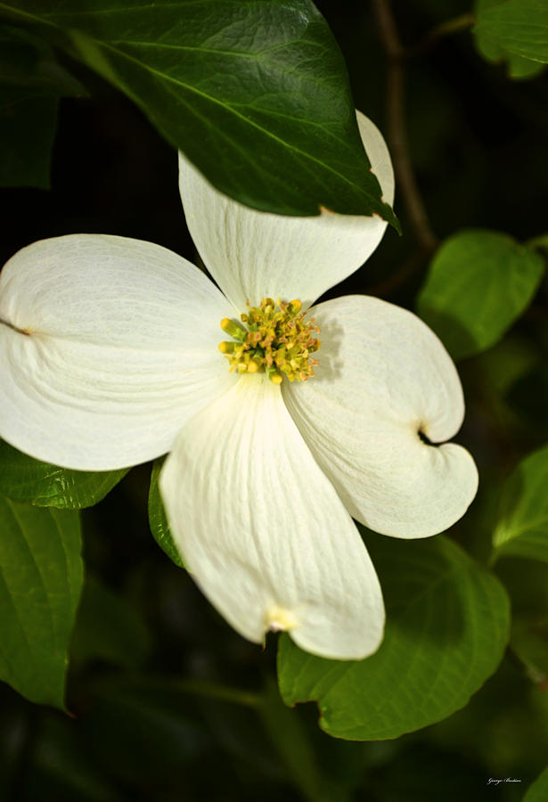 Dogwood Blossom 007 Photograph by George Bostian