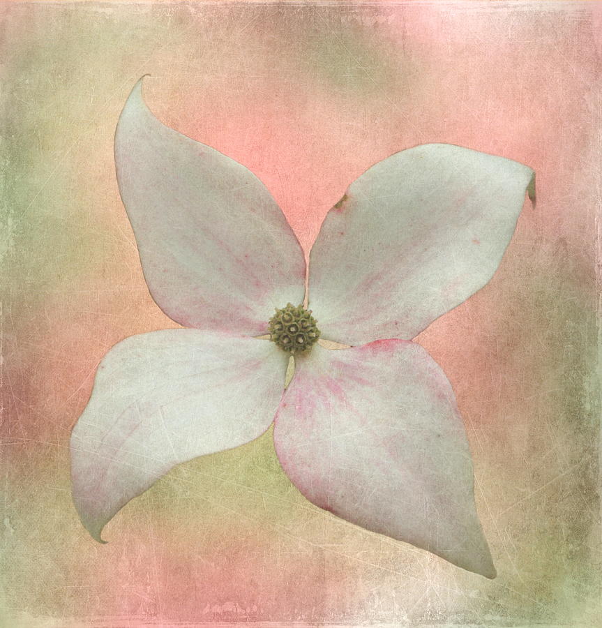 Dogwood Blossom Photograph by Angie Vogel