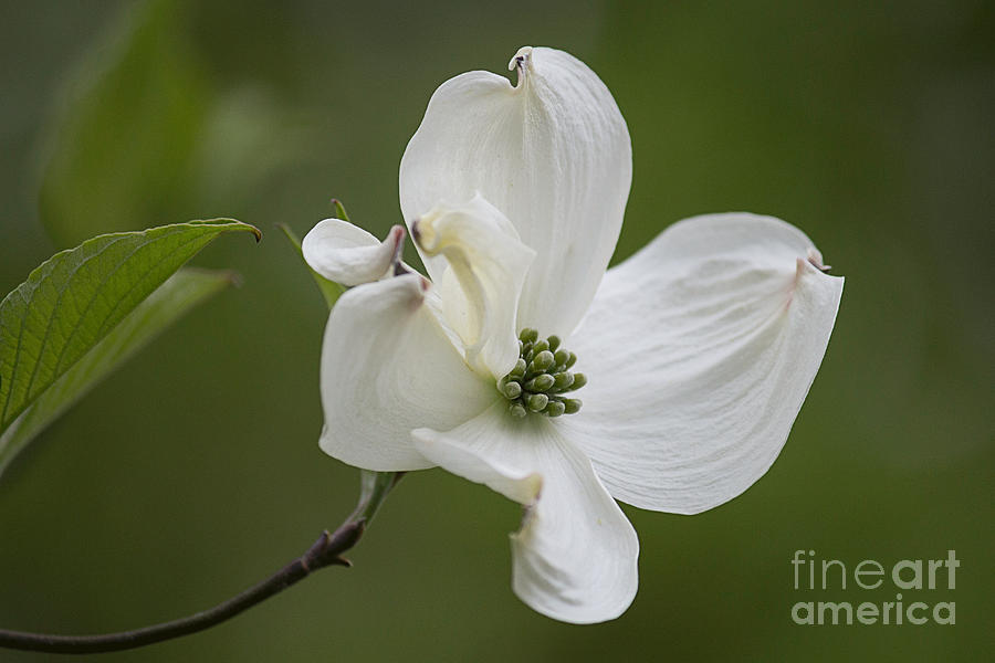 Dogwood Blossom Photograph by Arlene Carmel