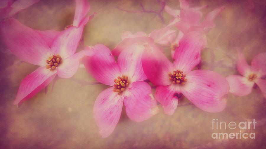Dogwood Blossom  Beauty Photograph by Peggy Franz