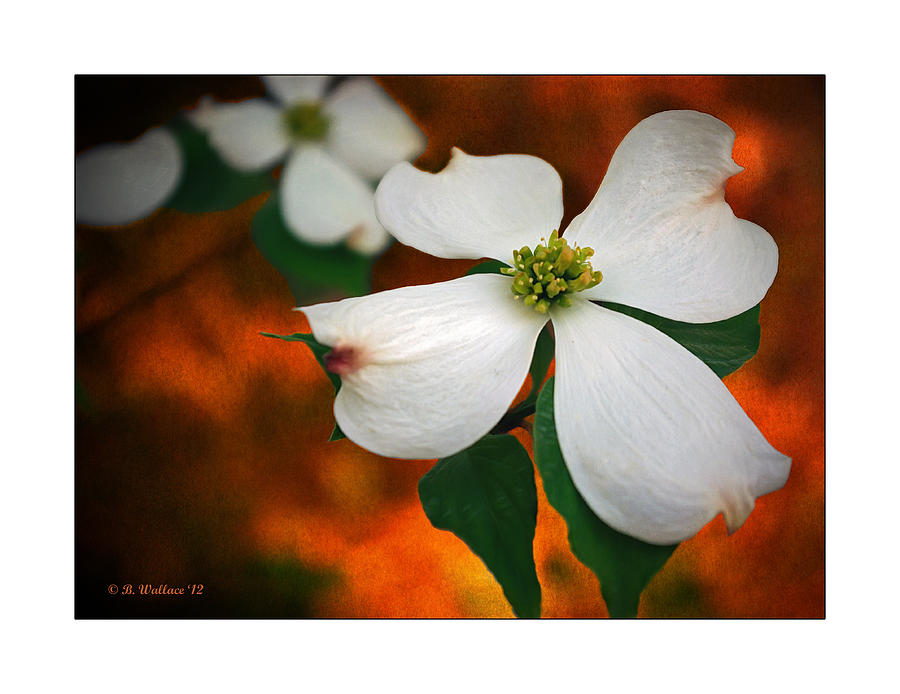 Dogwood Blossom Photograph by Brian Wallace