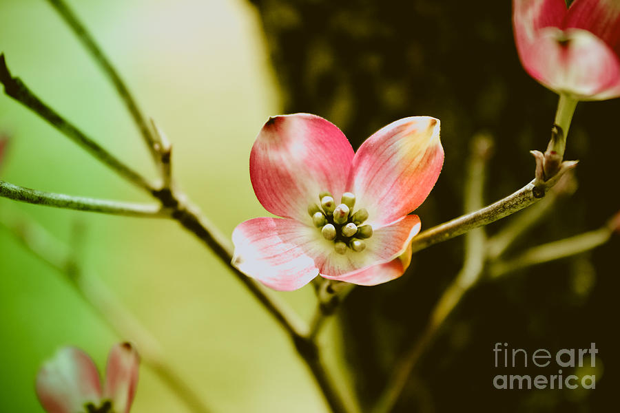 Dogwood Blossom Photograph by Colleen Kammerer