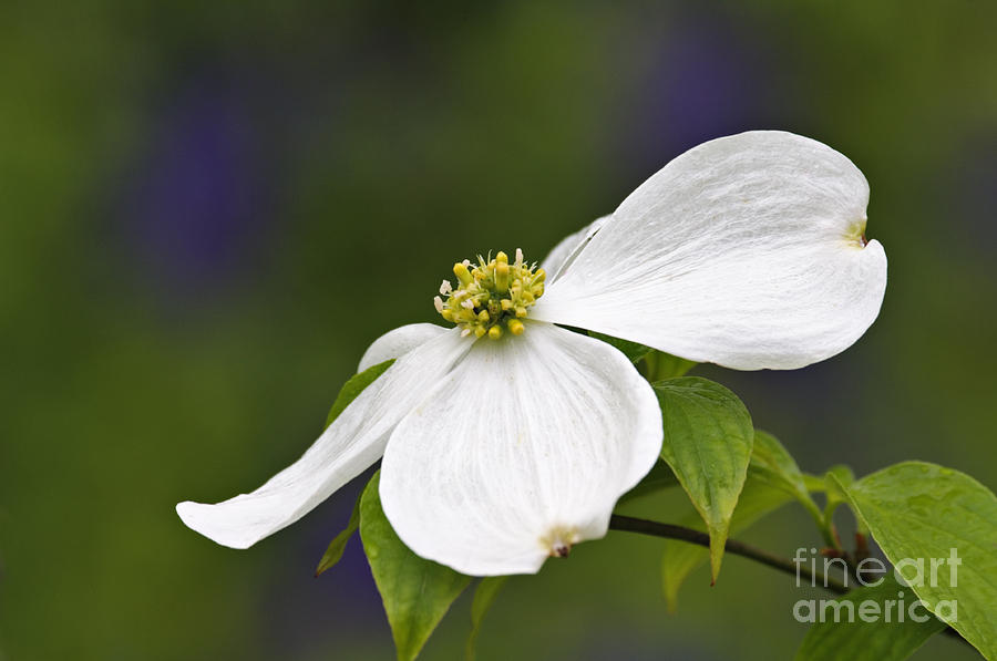 Spring Photograph - Dogwood Blossom - D001797 by Daniel Dempster