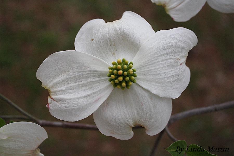 Dogwood Blossom Photograph By Linda Matin - Fine Art America