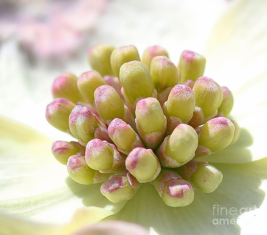 Spring Photograph - Dogwood Blossom Macro by Terry Weaver