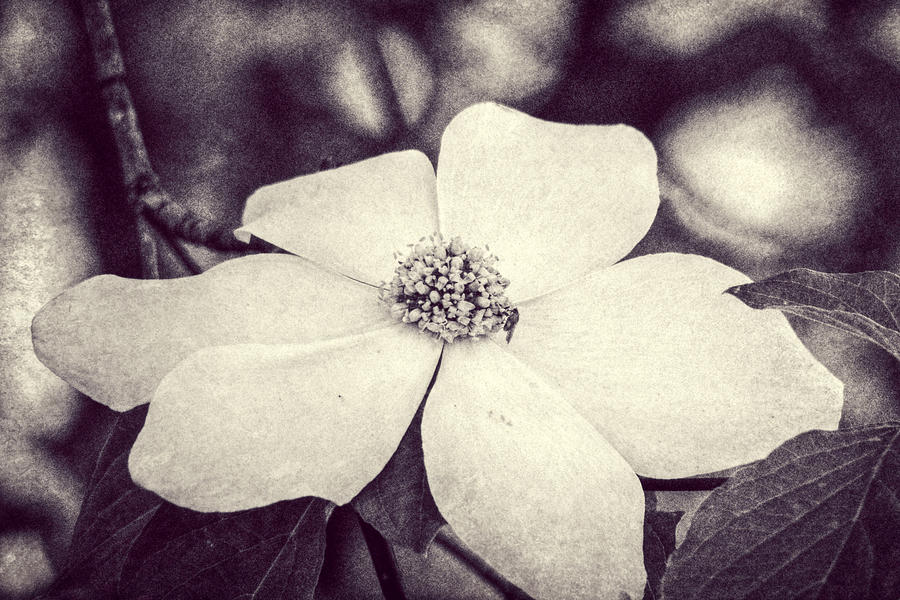Dogwood Blossom Photograph by Melanie Lankford Photography