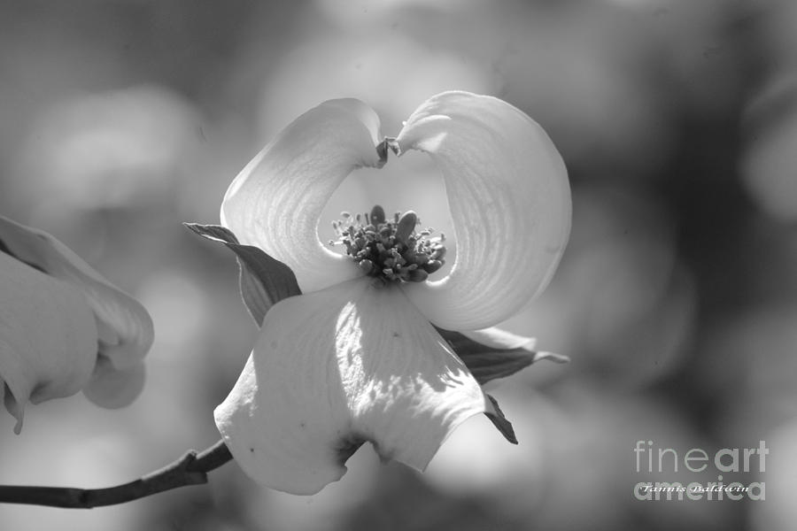 Dogwood Blossom Photograph by Tannis  Baldwin