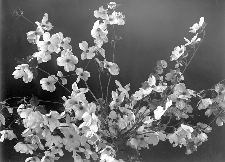 Dogwood Blossom Photograph by William Haggart
