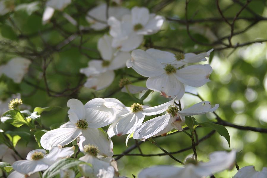 Flower Photograph - Dogwood Blossoms 3 by Cathy Lindsey