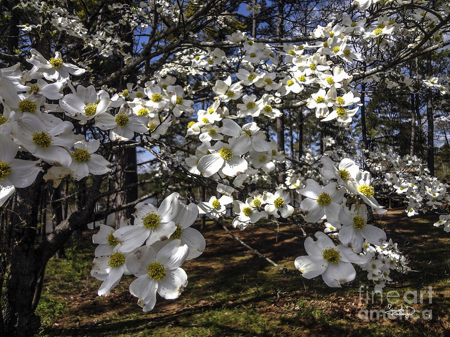Dogwood Blossoms Along the Towaliga River Georgia Photograph by Ginette Callaway
