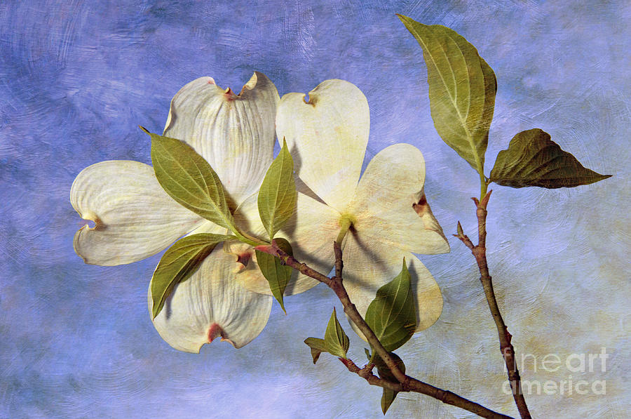 Dogwood Blossoms and Blue Sky - D007963-b Photograph by Daniel Dempster