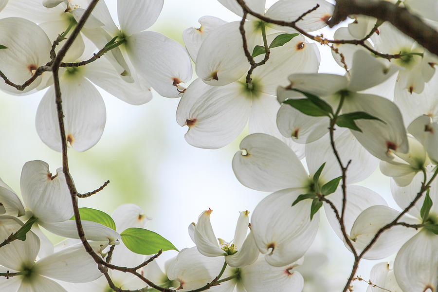 Dogwood Blossoms Photograph by Ben Graham