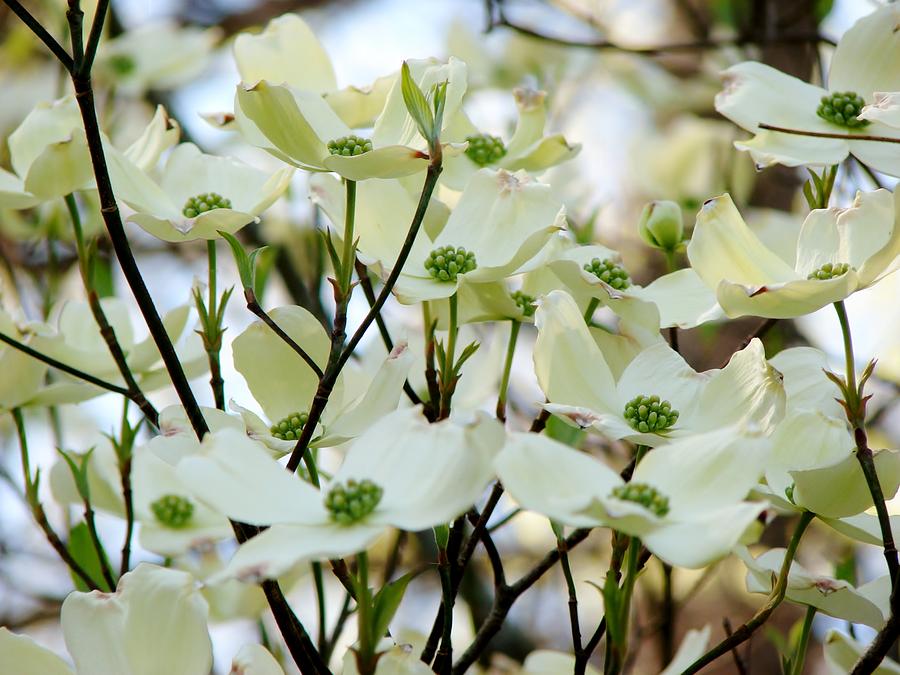 Dogwood Blossoms Photograph by Cynthia  Clark