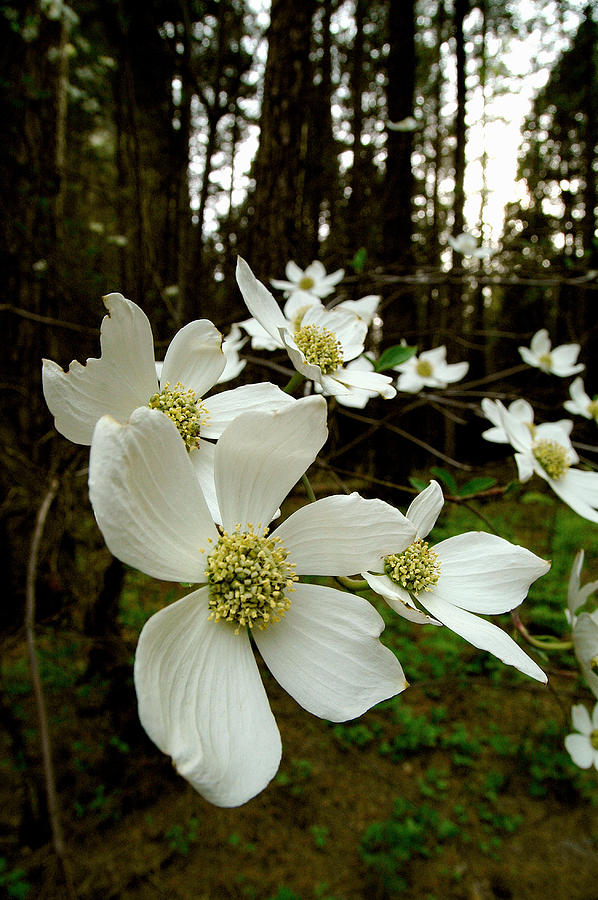 Dogwood Blossoms Photograph by Kenneth Murray