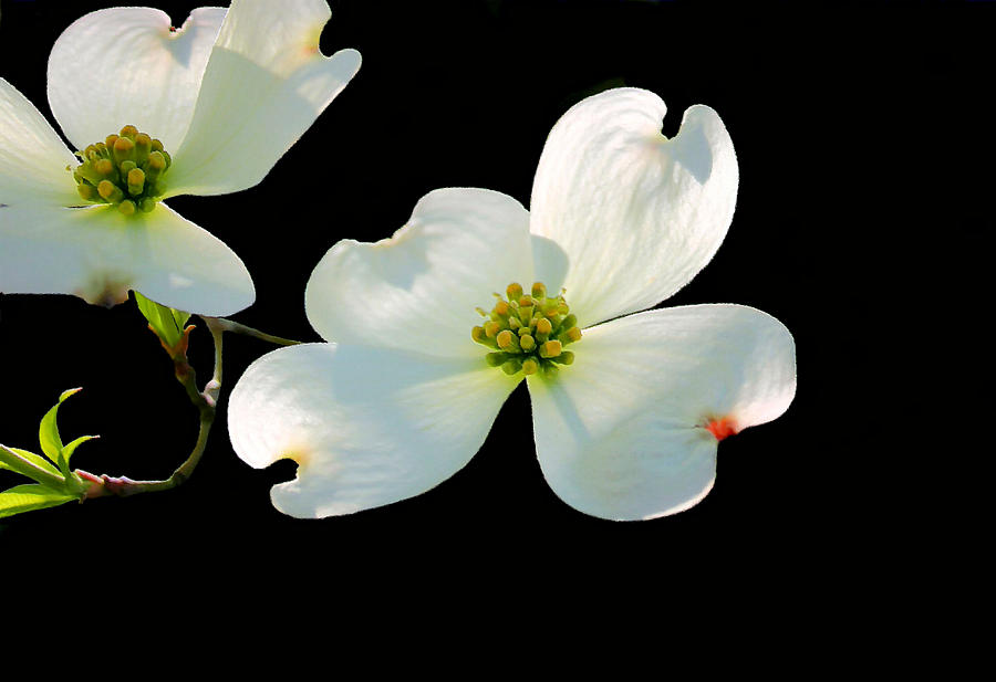 Dogwood Blossoms Painted for Jerry Photograph by Kristin Elmquist