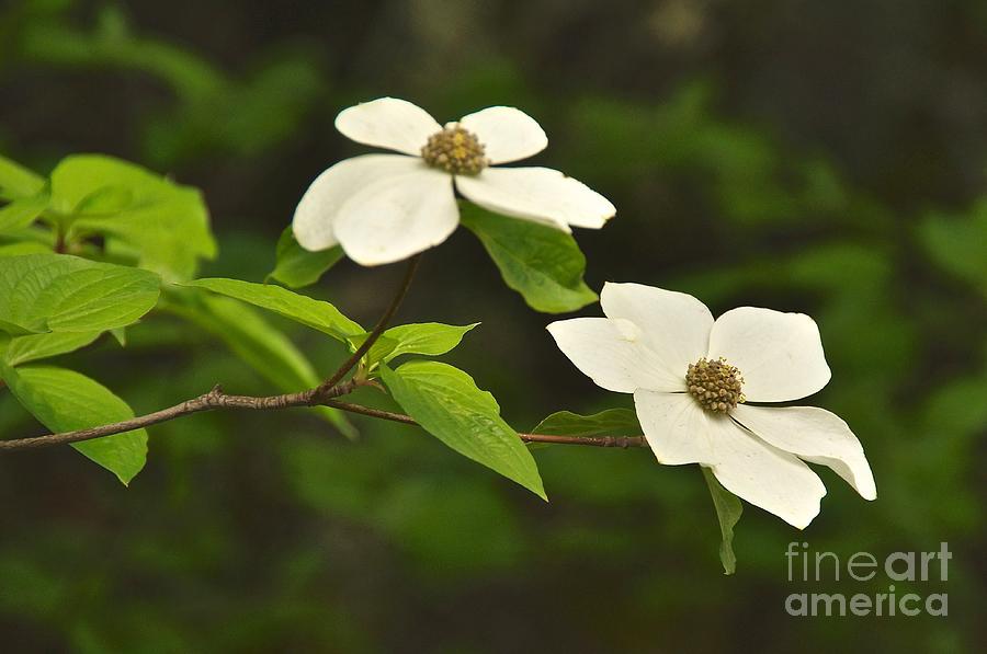 Dogwood Blossoms Photograph by Sean Griffin