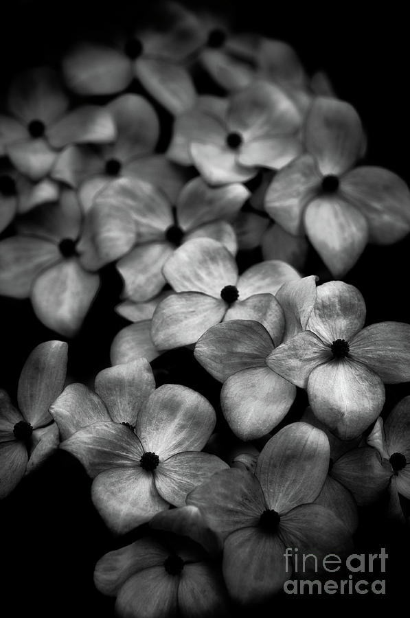 Dogwood Blossoms Photograph by Venetta Archer