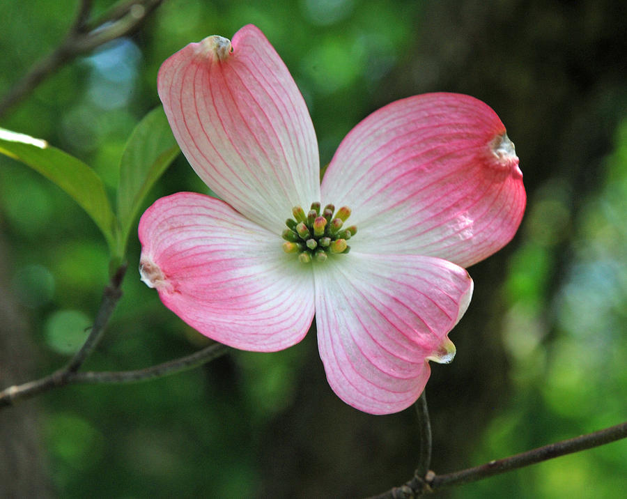 Nature Photograph - Dogwood Blosssom by Richard Bryce and Family