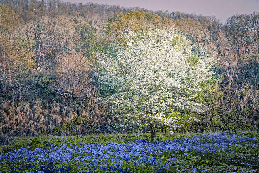 Mountain Photograph - Dogwood Blues by Debra and Dave Vanderlaan