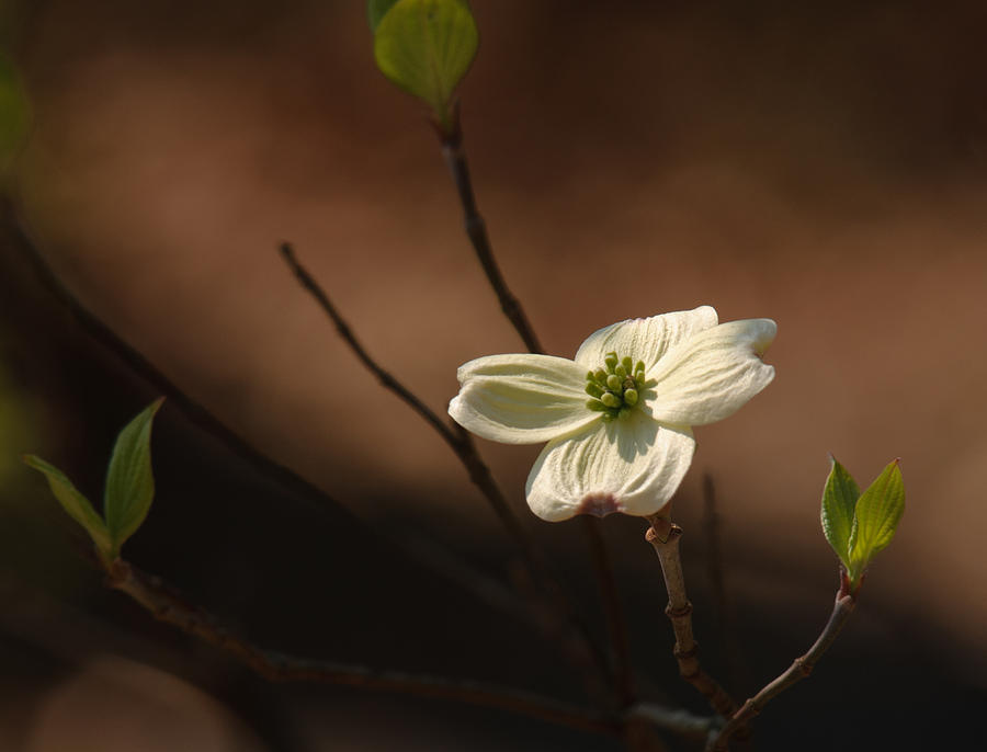 Dogwood Bokeh Painting Photograph by Lara Ellis