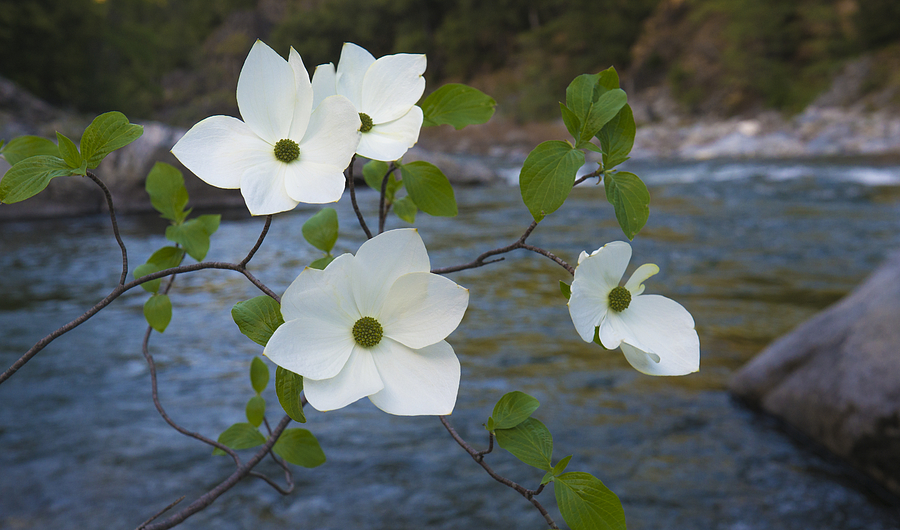 Dogwood by the River Photograph by Loree Johnson