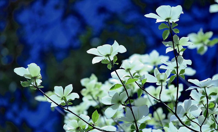 Dogwood Photograph by Erin  Thomsen