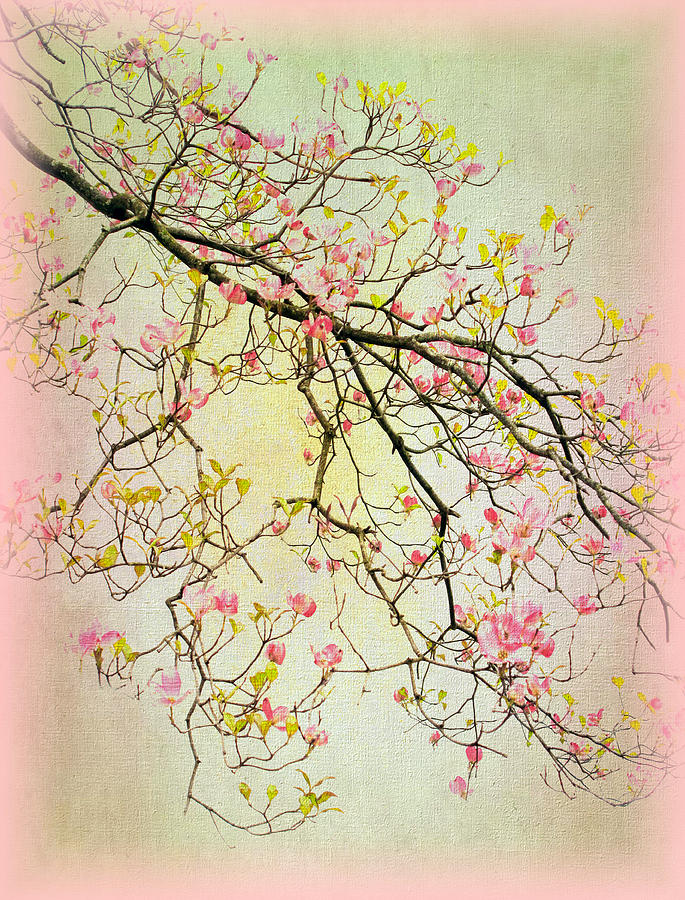 Flower Photograph - Dogwood Canvas 4 by Jessica Jenney