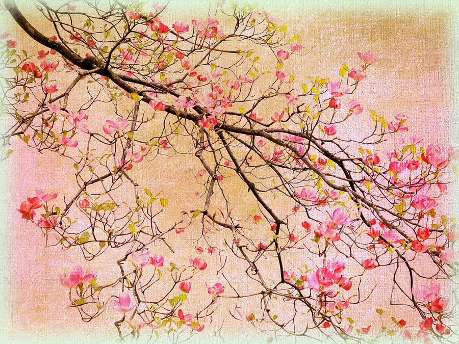 Flower Photograph - Dogwood  Canvas by Jessica Jenney