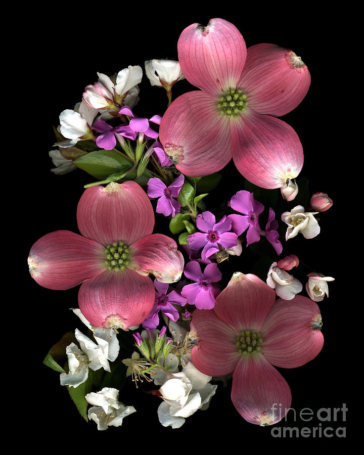 Flowers Still Life Photograph - Dogwood Delight by Dale Hoopingarner