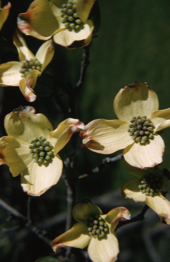 Dogwood Flower Photograph by Retro Images Archive