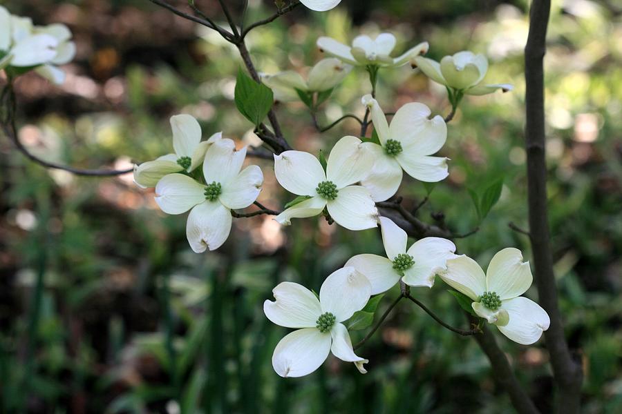 Dogwood Flowers Photograph by Cathy Maher | Fine Art America