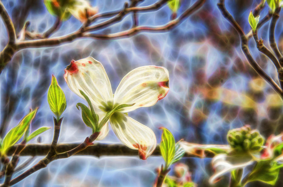 Dogwood Glowing in the Sunlight Photograph by Beth Venner