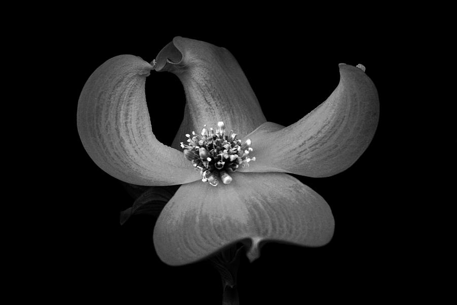 Dogwood in Black and White Photograph by Robert Woodward